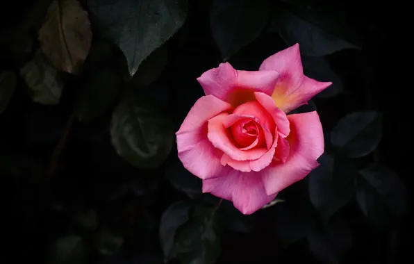 Picture leaves, flowers, the dark background, roses, pink, buds