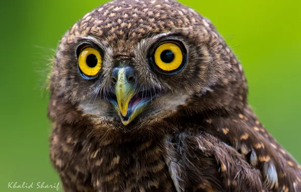 Picture feathers, eyes, owl