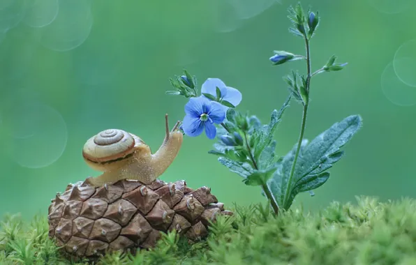Picture grass, macro, flowers, background, snail, bump