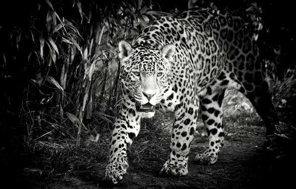 Face, predator, Jaguar, black and white, wild cat