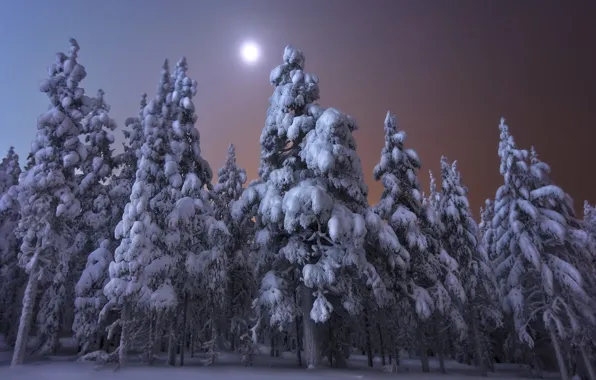 Winter, forest, snow, trees, landscape, night, nature, the moon