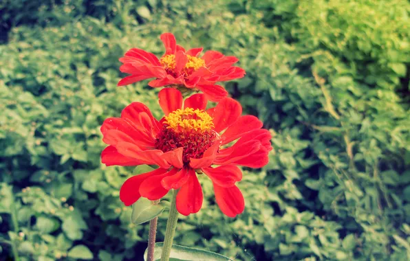 Picture flower, plant, tsiniya