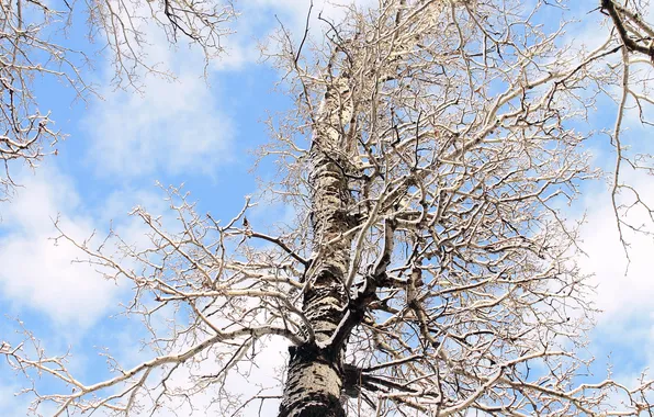 Picture winter, tree, birch