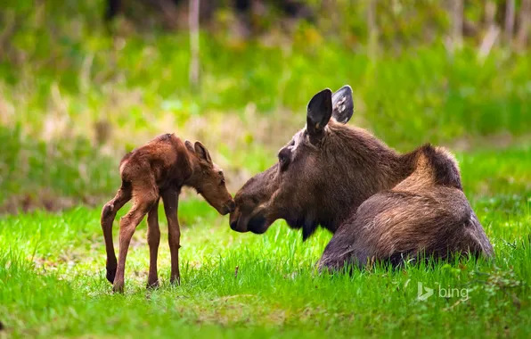 Picture forest, grass, USA, USA, Alaska, moose, Moose, Anchorage