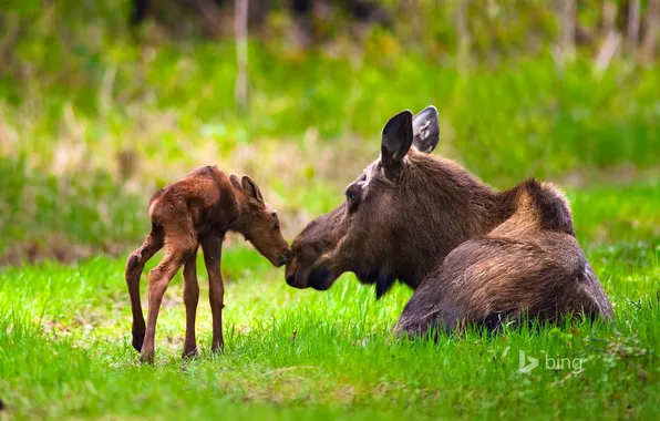 Forest, grass, USA, USA, Alaska, moose, Moose, Anchorage