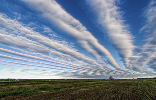 Picture field, the sky, landscape