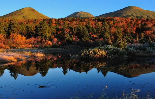 Autumn, water, trees, landscape, nature, lake, hills, duck