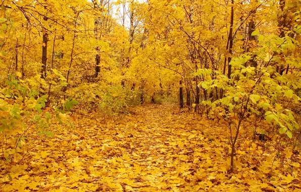 Picture leaves, trees, nature, Golden autumn, gold autumn