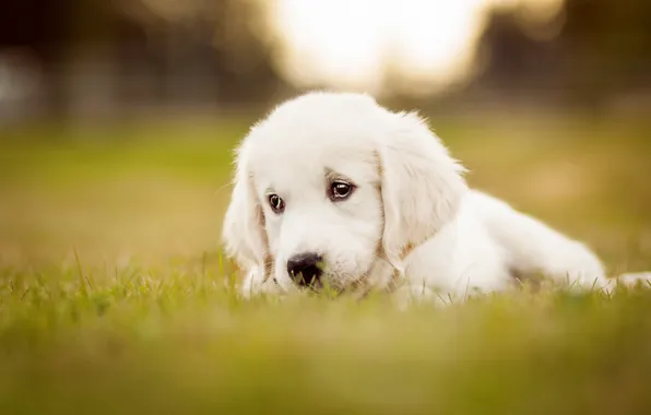 Sadness, white, grass, look, glade, dog, puppy, lies