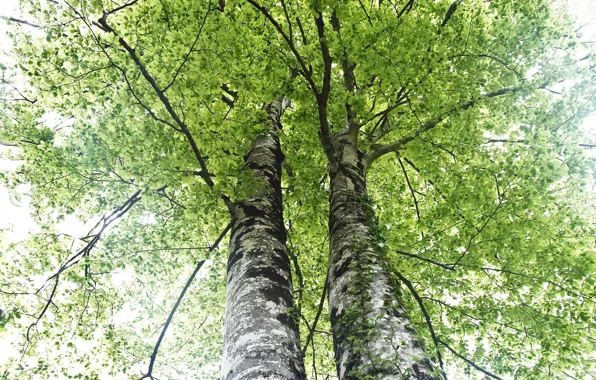 Picture trees, nature, spring