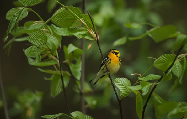 Leaves, branches, Bush, bird, baby