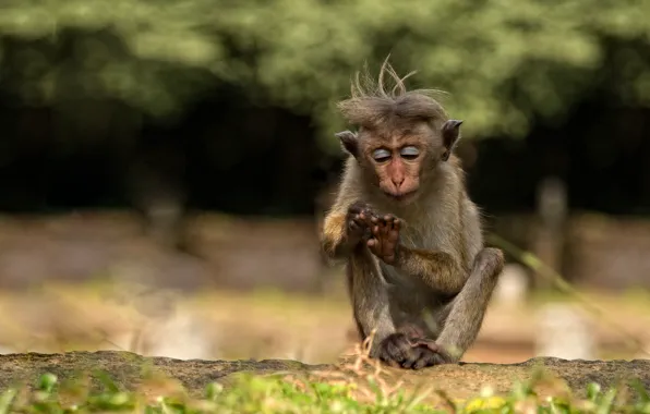 Nature, the dark background, background, legs, makeup, monkey, hairstyle, sitting