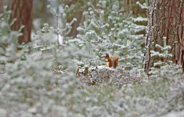 Winter, frost, forest, snow, Scotland, red squirrel