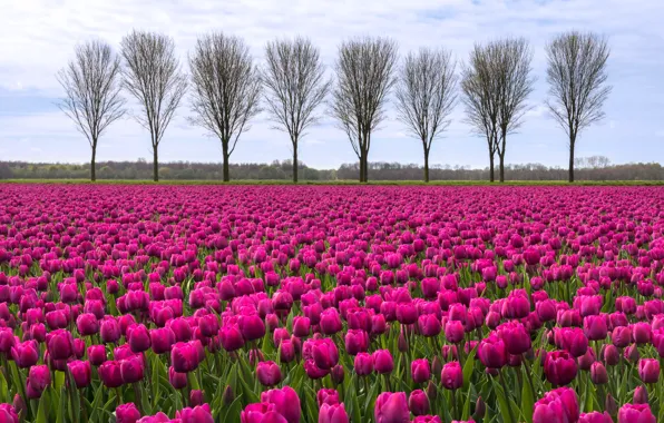 The sky, clouds, trees, Field, tulips