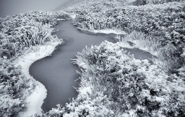 Winter, frost, nature, river, vegetation, frost