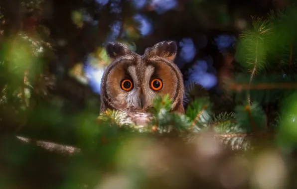 Look, branches, owl, bird, needles, eared, owl