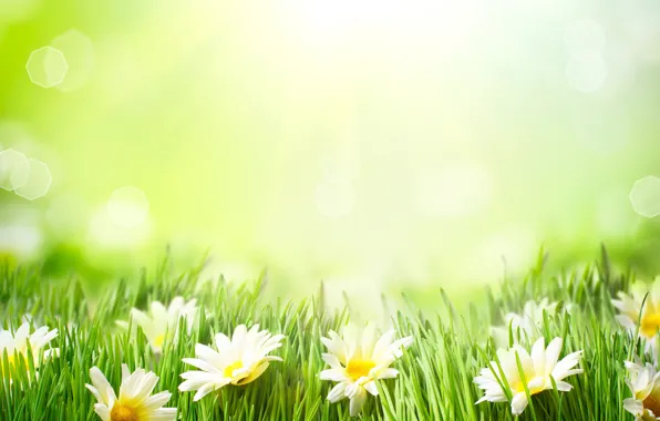 Picture summer, grass, chamomile