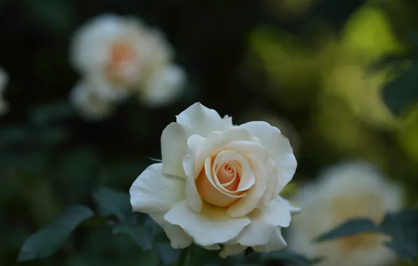 Macro, rose, petals, Bud, bokeh