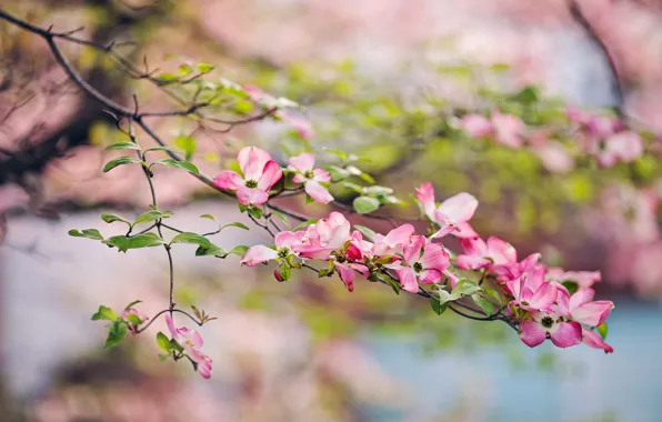 Nature, spring, garden