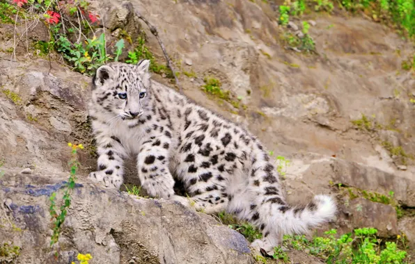 IRBIS, snow leopard, is, kitty, looks, scree