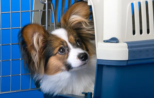 Picture face, dog, ears, Papillon, carrying
