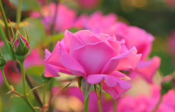 Flower, leaves, macro, light, flowers, pink, rose, roses