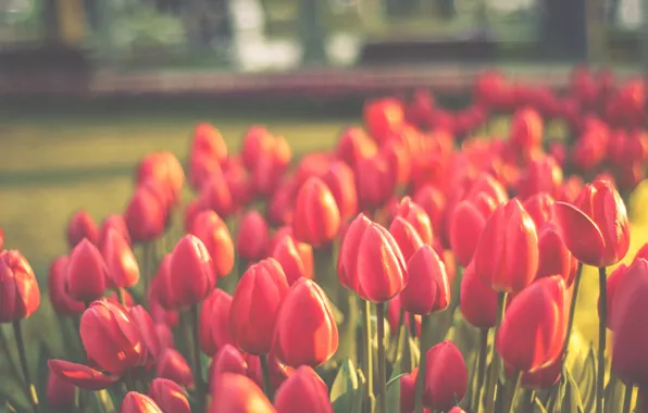 Light, flowers, Park, lawn, blur, spring, garden, tulips