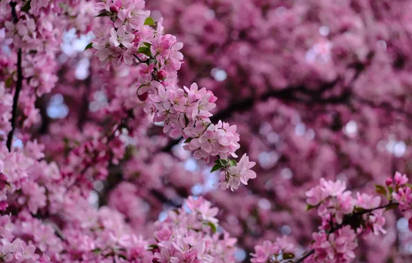 Flowers, branches, branch, spring, pink, Apple, flowering, bokeh