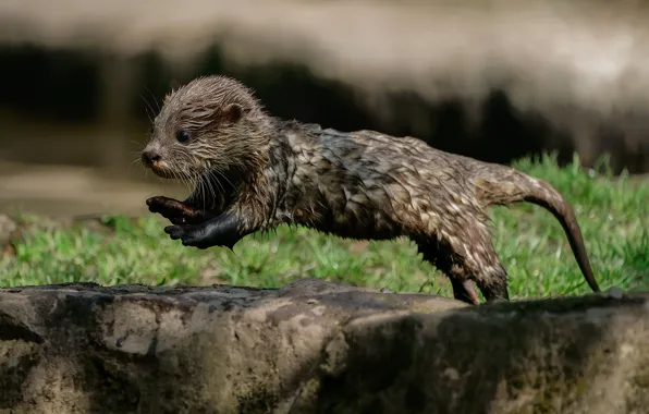 Picture cub, pond, otter