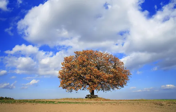 The sky, bench, tree