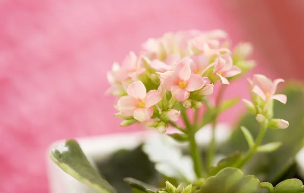Flowers, photo, pink, Wallpaper, tenderness, spring, leaves, inflorescence