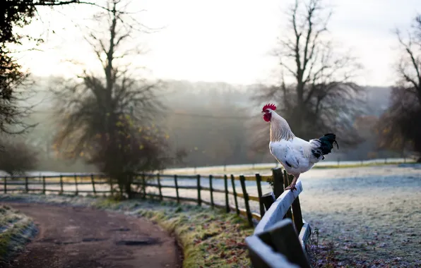 Road, the fence, morning, cock