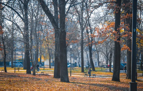 Autumn, trees, Park, people, tree, street, Landscape, benches