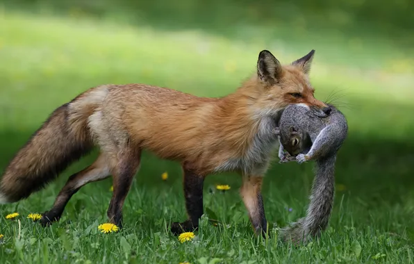Grass, glade, protein, Fox, red, grey, dandelions, mining