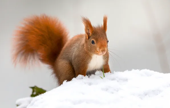 Picture winter, snow, nature, pose, protein
