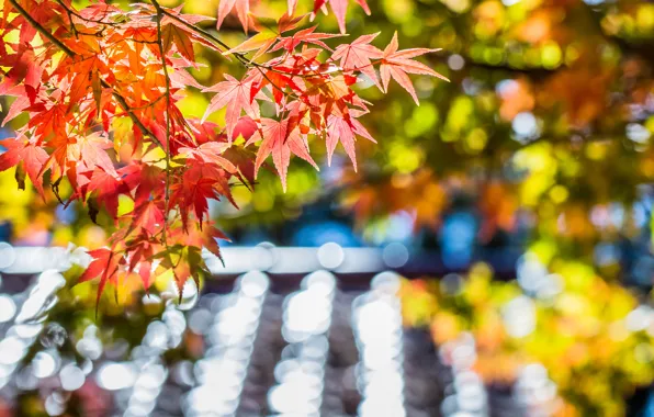 Picture autumn, leaves, macro, glare, tree, focus, blur, Maple