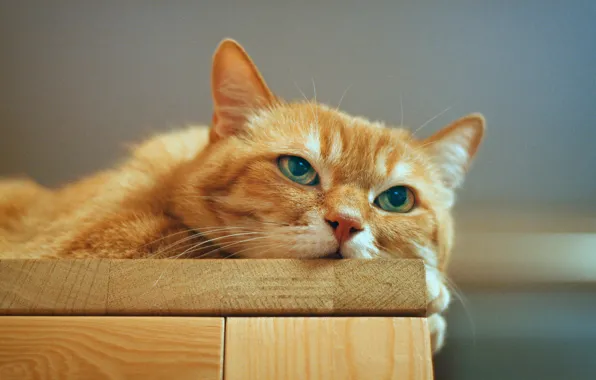 Cat, cat, look, face, background, Board, portrait, red