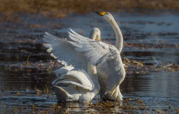 Picture wings, pair, grace, swans, pond