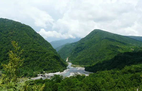 Forest, summer, fog, lake