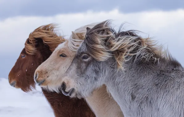 Horse, profile, trio, horses