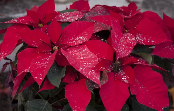 Drops, flowers, Rosa, flowering, ausencia