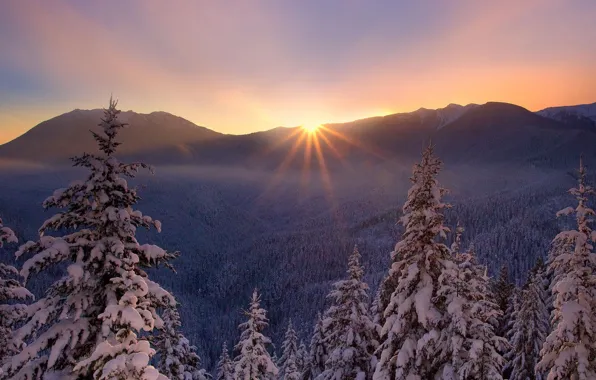 Winter, sunset, nature, tree, frost, beautiful, snow., lesogor'e