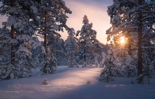 Picture winter, forest, the sun, light, snow, trees, nature