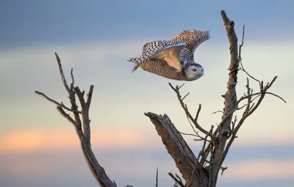 Picture a dry tree, background, owl, flight, snowy owl, bird, snag, branches