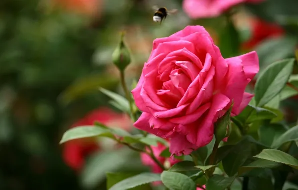 Rose, bumblebee, buds