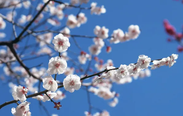 The sky, Sakura, Branch