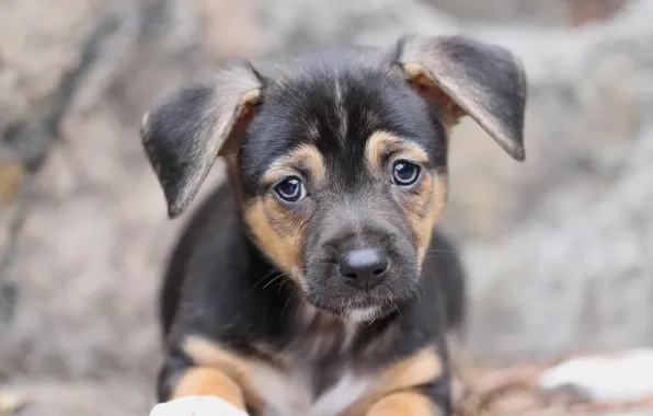 Picture background, puppy, face