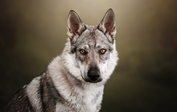 Look, face, background, portrait, dog, wolf dog, wolf dog is a sarloos passed away, volkosob