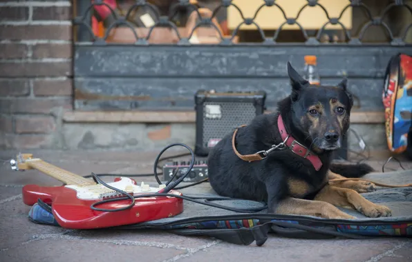 Street, guitar, dog