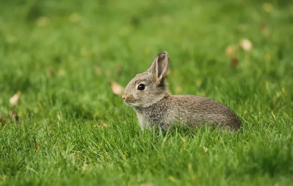 Picture greens, summer, grass, nature, grey, hare, baby, Bunny